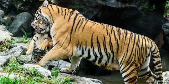 BBKSDA Pasang Kamera Trap Cari Harimau Pemangsa Pekerja di Riau