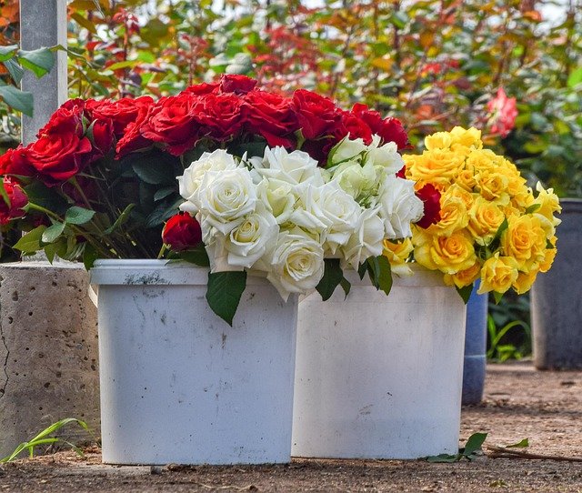 Tip fresh flowers tahan lama sampai 2 minggu, hanya letak bahan ini dalam  air - Sinar Plus