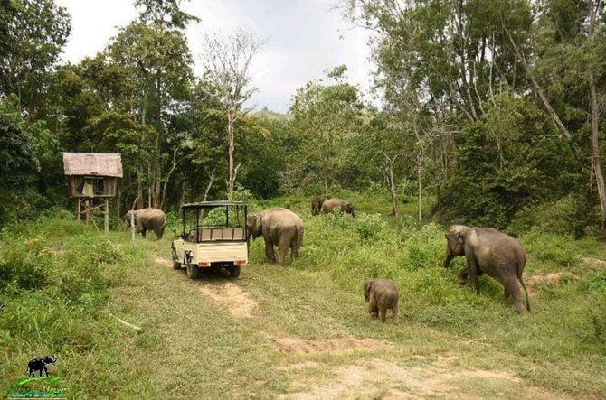 mengunjungi barumun nagari wildlife sanctuary rumah bagi gajah sumatra yang terluka