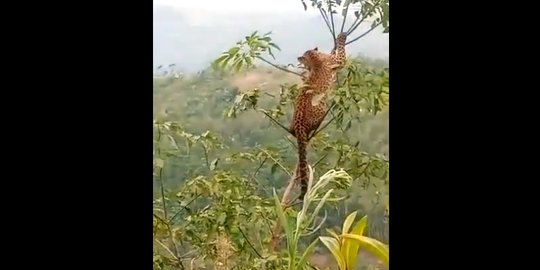 Macan Tutul Terekam di Cibalong Garut, Warga Diminta Hati-Hati