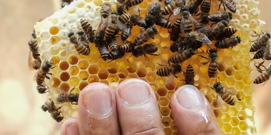 Kisah Ica Pria Pencari Madu Selama 15 Tahun yang Dijuluki Si Manusia Lebah