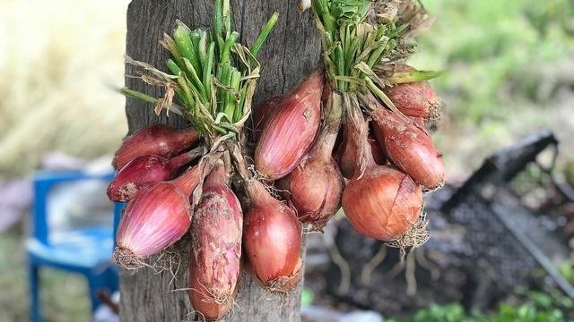 bawang dayak