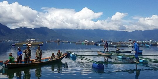 40 Ton Ikan Mati Massal di Danau Maninjau, Diduga Kekurangan Oksigen