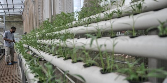 Warga Rusun Samawa Tanam Sayuran Hidroponik di Rumah Kaca