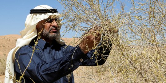 Melihat Kebun Saxaul Terbesar di Dunia