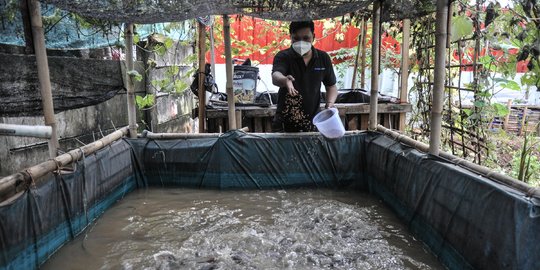 Menjaga Ketahanan Pangan di Masa Pandemi dengan Budi Daya Ikan
