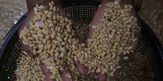 Kedelai Mahal, Mendag: La Nina Sebabkan Suplai Sangat Terbatas dan Harga Naik