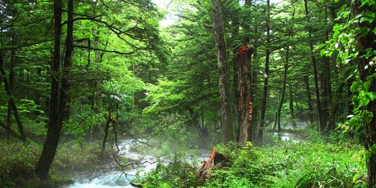 Upaya Rehabilitasi Cegah Pembangunan Ibu Kota Baru Ganggu Ruang Hutan