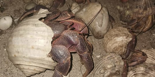 Mengenal Makanan Kelomang Darat, Berikut Cara Merawatnya