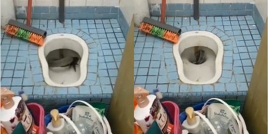 Ngeri Banget, Biawak Tiba-Tiba Muncul di Closet Rumah Warga, Ini Videonya