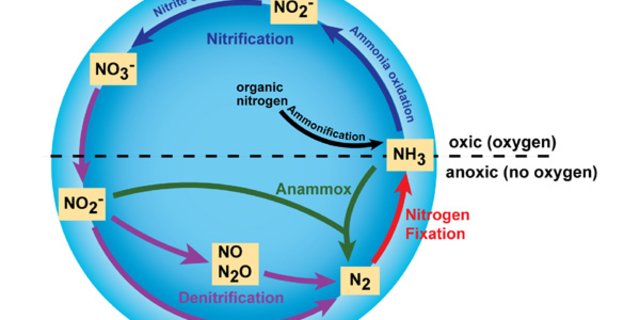 Mikroorganisme yang berperan dalam reaksi penguraian amonia menjadi nitrit adalah