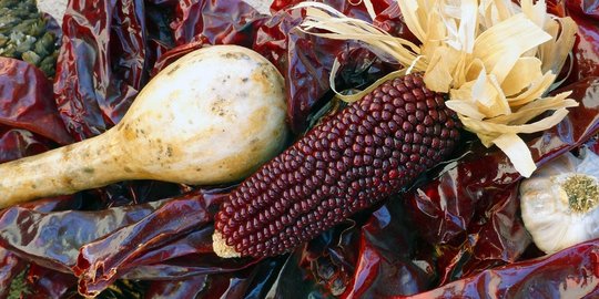 Mengenal Jagung Merah sebagai Alternatif Sumber Karbohidrat Sehat