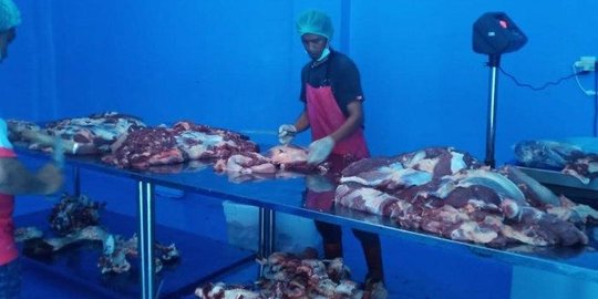 Jelang Bulan Ramadan, Daging Sapi Berkualitas Berdikari Diminati RPH dan Masyarakat