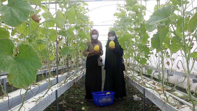 desa agrowisata golden melon