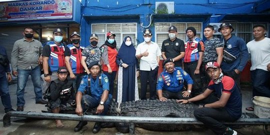 Meresahkan Warga, Buaya Seberat 700 Kg Ditangkap dari Sungai di Inhil