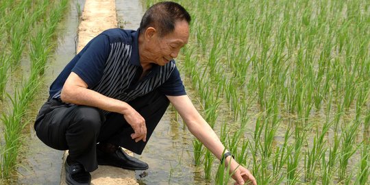 China Berencana Beri Makan 80 Juta Penduduknya dengan "Beras Air Laut"