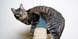 Harga Kucing American Shorthair, Penting Diketahui