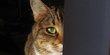 Obat Mata Kucing Berair dan Belekan, Ikuti Tips Menangani hingga Merawatnya