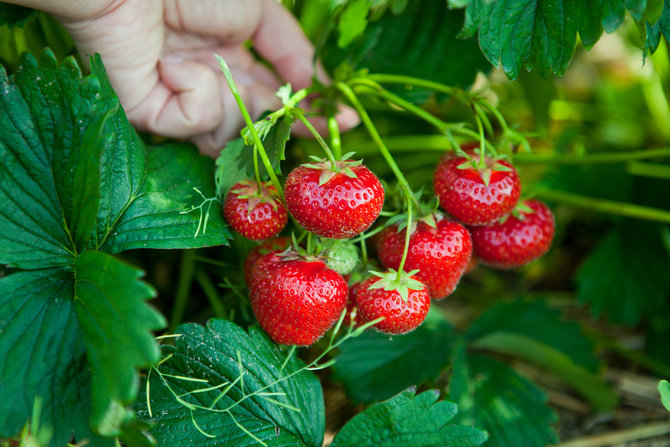 ilustrasi kebun strawberry