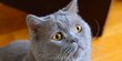 Harga Kucing Bulu Pendek Britania, Lengkap Beserta Sifat dan Cara Merawatnya