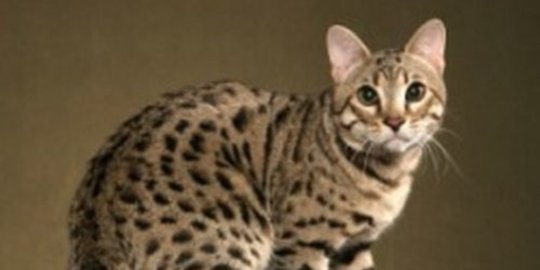 7 Jenis Kucing Hybrid yang Menarik Diketahui, dari Bengal hingga Pixie-Bob