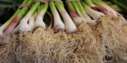 Cara Menanam Daun Bawang di Rumah agar Cepat Tumbuh