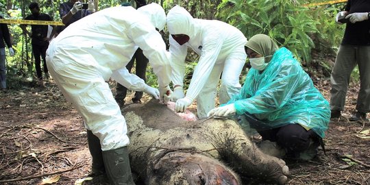 Gajah Sumatera Mati di Aceh Utara, Diduga Tertusuk Gading