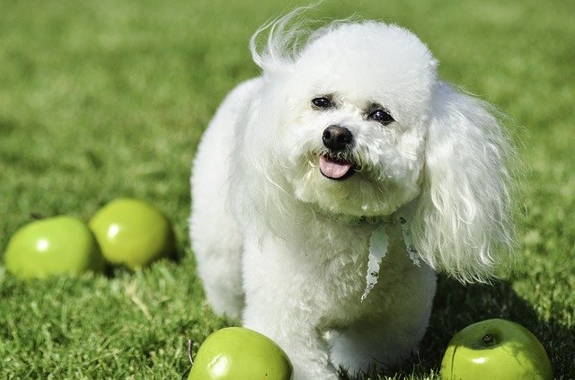 bichon frise