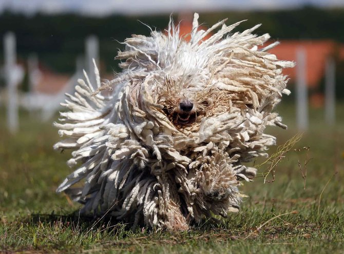 anjing komondor