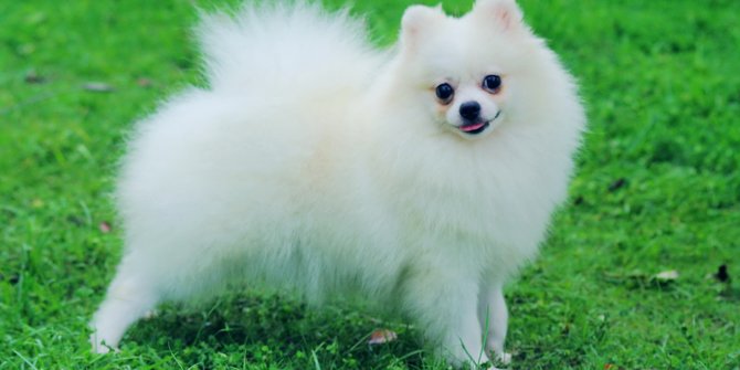 anjing pomeranian