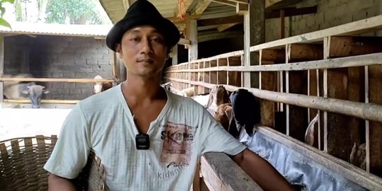 Awal Mula Belajar dari Teman, Pria Ini Sukses Berternak Kambing dan Sapi