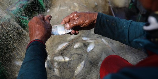 Harga Komoditas Laut Naik karena Cuaca Buruk