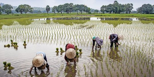 Agraris Adalah Negara yang Mayoritas Warga Berprofesi Petani, Ini Keuntungannya