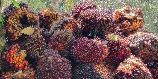 Pecah Rekor, Harga TBS Kelapa Sawit di Riau Tembus Rp3.930 per Kilogram