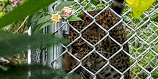 Macan Tutul Jawa Dilepasliarkan di Taman Nasional Gunung Ciremai