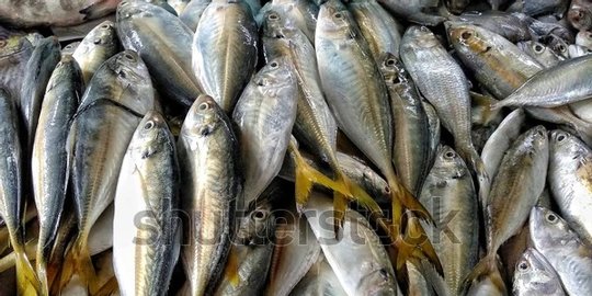 Manfaat Ikan Ekor Kuning, Ketahui Nutrisi dan Cara Memasaknya yang Benar