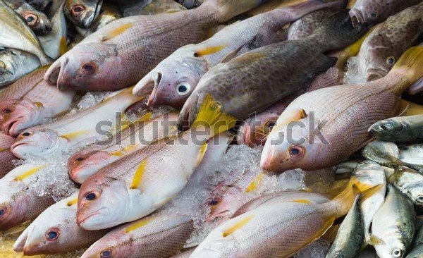 ilustrasi ikan ekor kuning