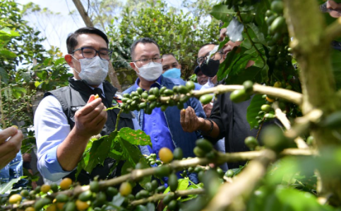 kopi garut tembus pasar belanda