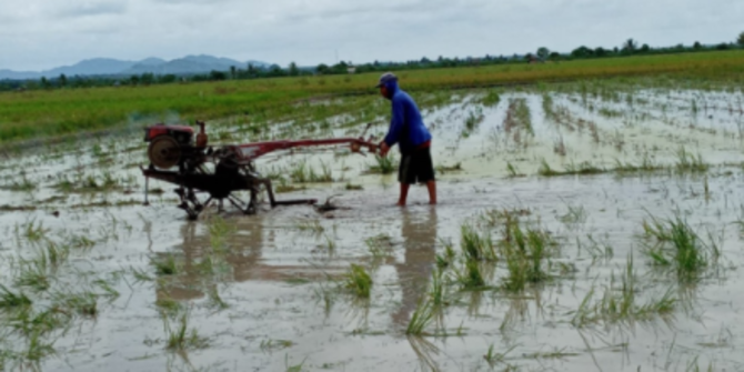 Program Food Estate Kementan Dorong Kapuas Dan Pulau Pisang Capai ...