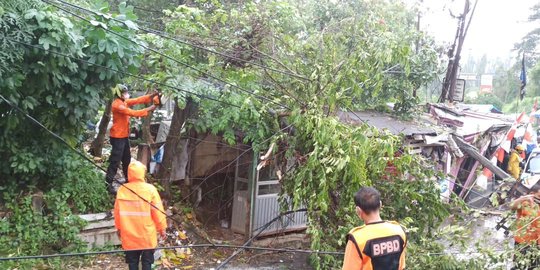 Angin Kencang di Bogor, Pohon Tumbang Menimpa Kabel Listrik dan Hambat Lalu Lintas