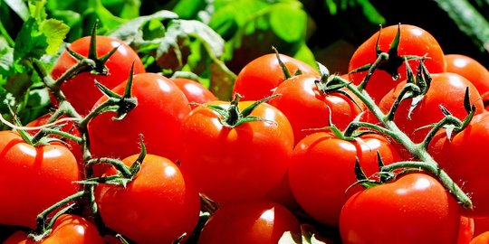 9 Manfaat Tomat untuk Kesehatan Kulit, Bantu Rangsang Produksi Kolagen