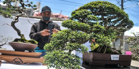 Mengunjungi Pameran Bonsai di Depok