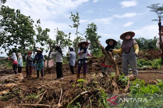 warga dusun diwak desa karangkajen secang kabupaten magelang bekerja bakti mempersiapkan lahan untuk permukiman
