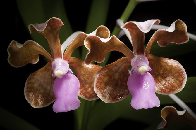 vanda limbata lombok