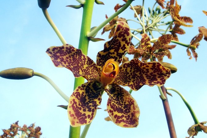 anggrek macan grammatophyllum speciosum