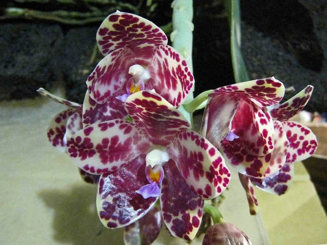 ilustrasi anggrek bulan phalaenopsis gigantea