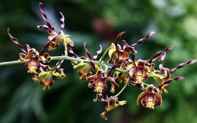 ilustrasi anggrek dendrobium melintir dendrobium cochliodes