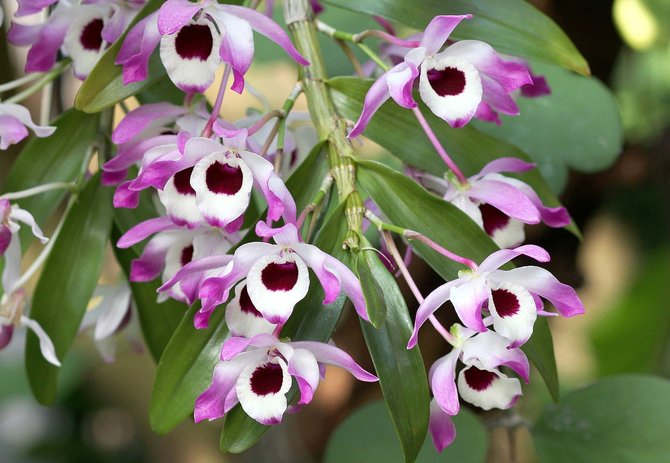 ilustrasi anggrek dendrobium nobile