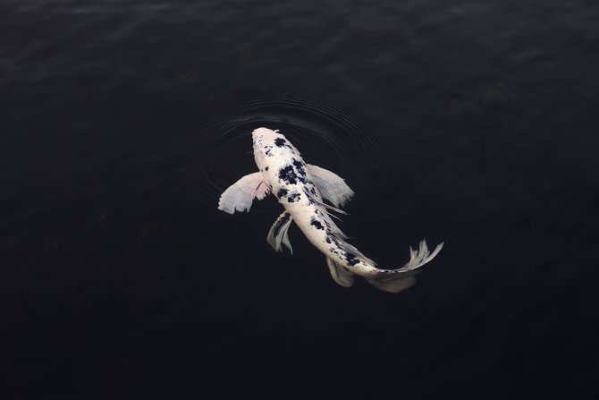 ilustrasi ikan koi