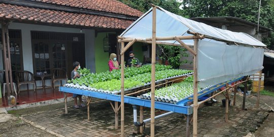 Panen Sayuran Hidroponik di Halaman Rumah